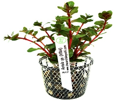 Planta Natural Rotala sp.(H'RA) - Chácara Takeyoshi Planta Natural Rotala sp.(H'RA) - Chácara Takeyoshi
