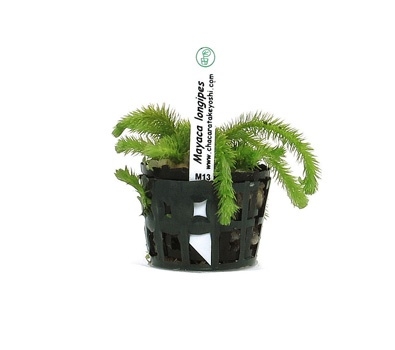 Planta Natural Mayaca longipes - Chácara Takeyoshi Planta Natural Mayaca longipes - Chácara Takeyoshi