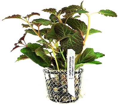 Planta Natural Hyptis Lorentziana - Chácara Takeyoshi Planta Natural Hyptis Lorentziana - Chácara Takeyoshi