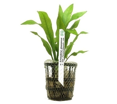 Planta Natural Echinodorus Amazonicus - Chácara Takeyoshi