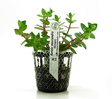 Planta Natural Rotala Macrandra (Green) - Chácara Takeyoshi Planta Natural Rotala Macrandra (Green) - Chácara Takeyoshi