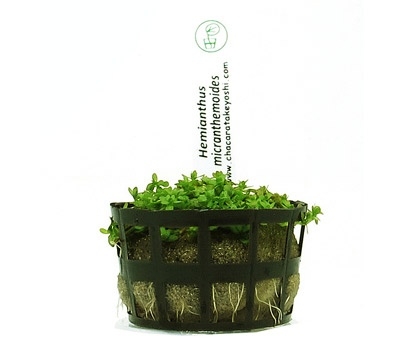 Planta Planta Natural Hemianthus Micranthemoides - Chácara Takeyoshi Planta Planta Natural Hemianthus Micranthemoides - Chácara Takeyoshi