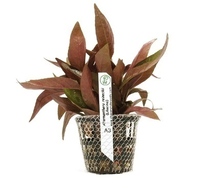 Planta Natural Alternanthera reineckii (Lilacina) - Chácara Takeyoshi Planta Natural Alternanthera reineckii (Lilacina) - Chácara Takeyoshi