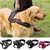PRETAL ARNES ACOLCHADO PARA PERRO ANTI TIRONES - Lookeados Peluqueriacanina y Pet shop 