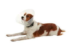 Collar isabelino 20 cm. Click Buster en internet