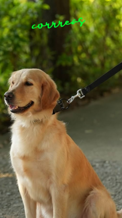 Banner de la categoría Correas