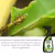 Formicida Forth Mata Formiga Pronto Uso 500ml Para Plantas - SNS market 