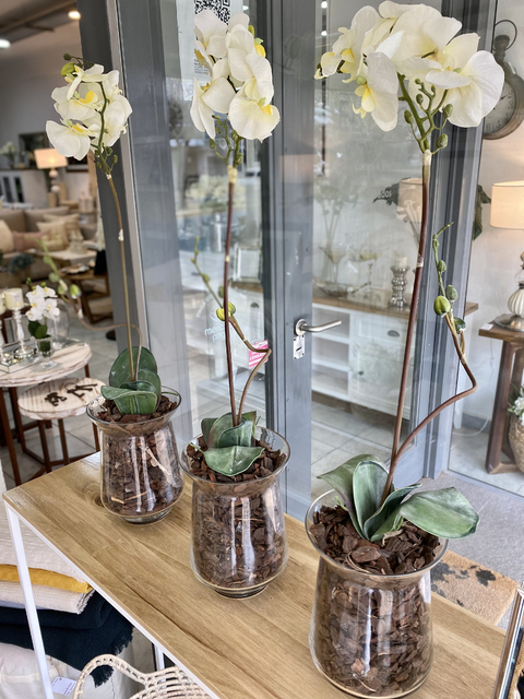 Orquídea XL en tulipa vidrio
