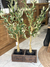 Planta Olivo chico - comprar online