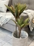 Planta doble palmera en internet