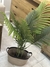 Planta palmera - comprar online
