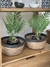 Planta mini palmera 38 cm en internet