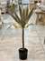 Planta palmerita 80 cm - comprar online