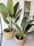 Planta strelitzia chica 80 cm - comprar online