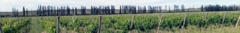 Banner de la categoría Rafael Biondi