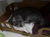 Cama Para Cachorro porte pequeno e Gato Em Mdf na internet