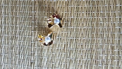 BR-0108- Brinco M perola na concha dourada enrolada - Kelch