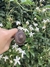 TIRADOR - ROUND - COBRE - comprar online