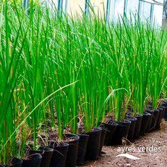 Dietes bicolor - comprar online