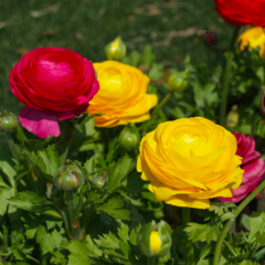 Marimonia