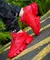 PRADA CLOUDBUST THUNDER VERMELHO