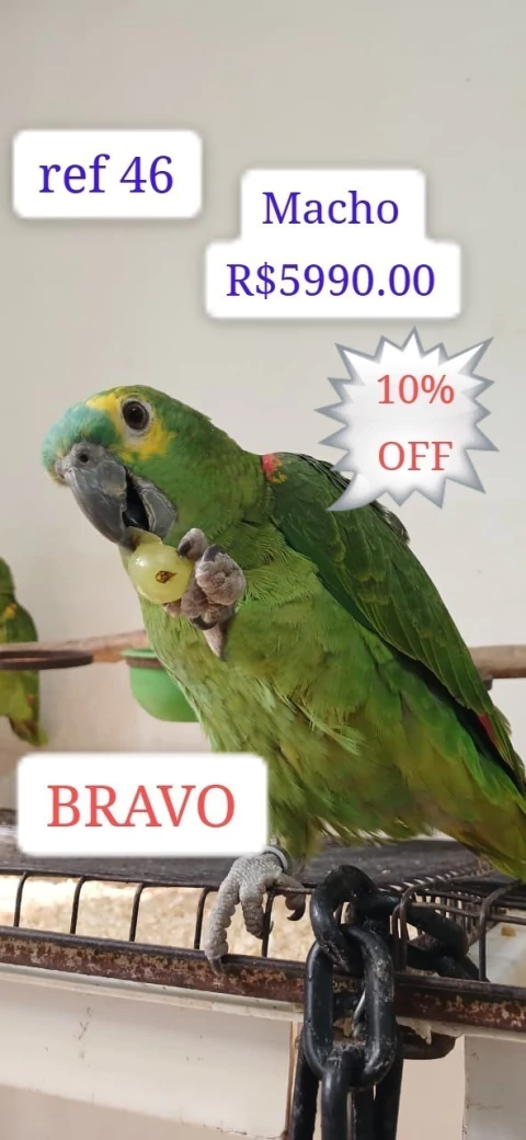 Papagaio Verdadeiro Macho - comprar online