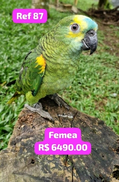 PAPAGAIO VERDADEIRO FEMEA - comprar online