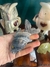Pez ONIX - oscuro - comprar online