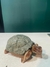Tortuga de ONIX grande