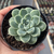 Echeveria elegans kesselringiana