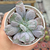 Echeveria gibb. "Linguas"