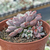 Echeveria subcorymbosa lau 030 - comprar online