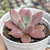 Pachyveria "Rosy Crown"