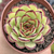 Echeveria mexican poldensis - comprar online