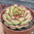 Echeveria mexican poldensis