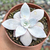 Echeveria cante