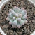 Pachyphytum machucae "Baby Finger"
