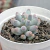 Pachyphytum machucae "Baby Finger" - comprar online