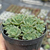 Echeveria "Green Emerald" - Colônia - comprar online