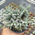Crassula tenelli
