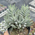 Crassula tenelli - comprar online