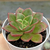 Echeveria "Seiten Botan" - comprar online