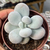 Pachyphytum oviferum (pedra-da-lua)