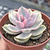 Echeveria "Rainbow" - comprar online