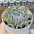 Echeveria 'Nichi' - comprar online