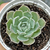 Echeveria simulans "Laguna Sanchez"