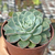 Echeveria "Swirl" - comprar online