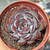 Echeveria "Dark Ice" - comprar online