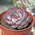 Echeveria "Dark Ice"