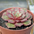 Echeveria longissima - comprar online